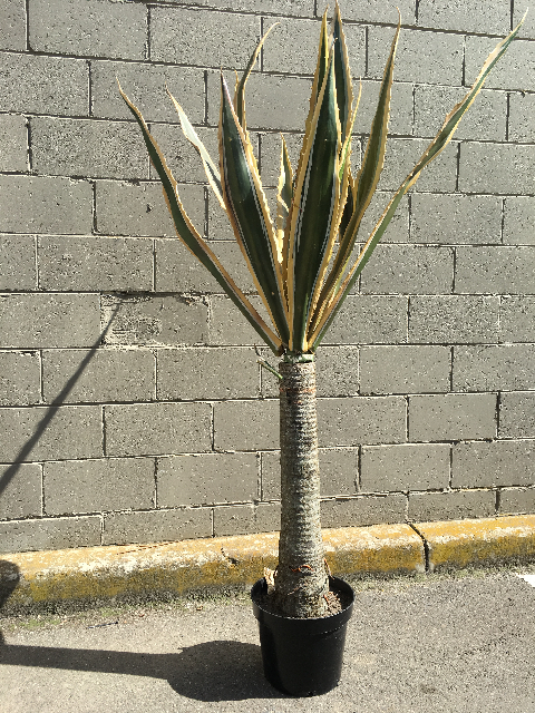 CACTUS, Spear Leaf 1.8m High